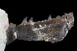 Mosasaur (Tethysaurus) Jaw Section - Goulmima, Morocco #89244-4
